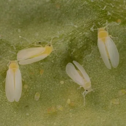 thumbnail for publication: Management of Whiteflies, Whitefly-Vectored Plant Virus, and Insecticide Resistance for Tomato Production in Southern Florida
